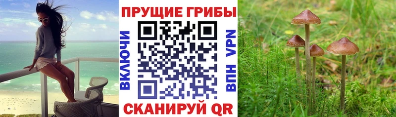 MEGA зеркало  купить   Отрадная  Псилоцибиновые грибы прущие грибы 